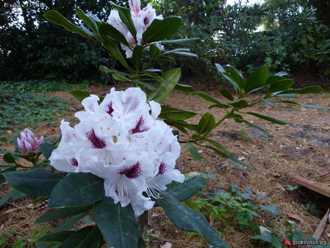 Rhododendron - espèces, variétés, floraisons - Page 2 GBPIX_photo_620753