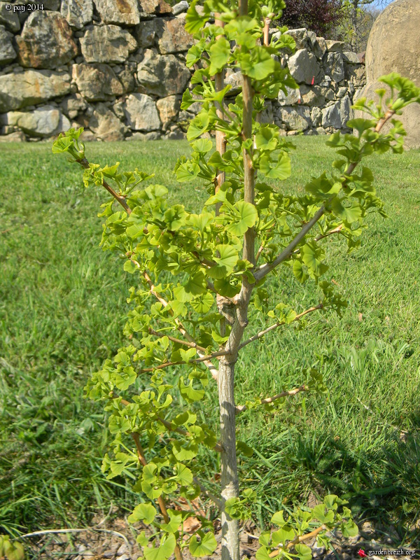 Ginkgo biloba - arbre aux quarante écus - Page 8 GBPIX_photo_621121