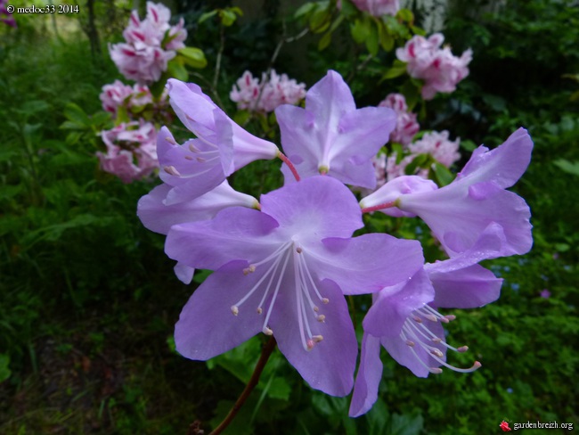 Rhododendron - espèces, variétés, floraisons - Page 2 GBPIX_photo_621667