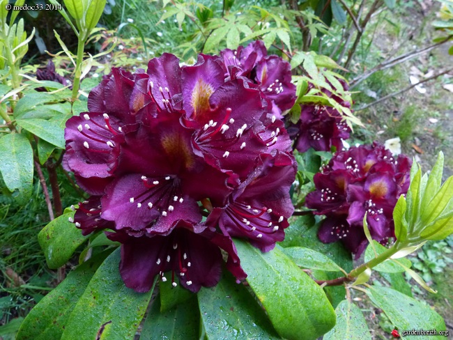 Rhododendron - espèces, variétés, floraisons - Page 2 GBPIX_photo_621668