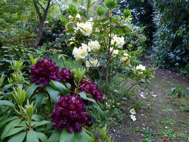 Rhododendron - espèces, variétés, floraisons - Page 2 GBPIX_photo_621669