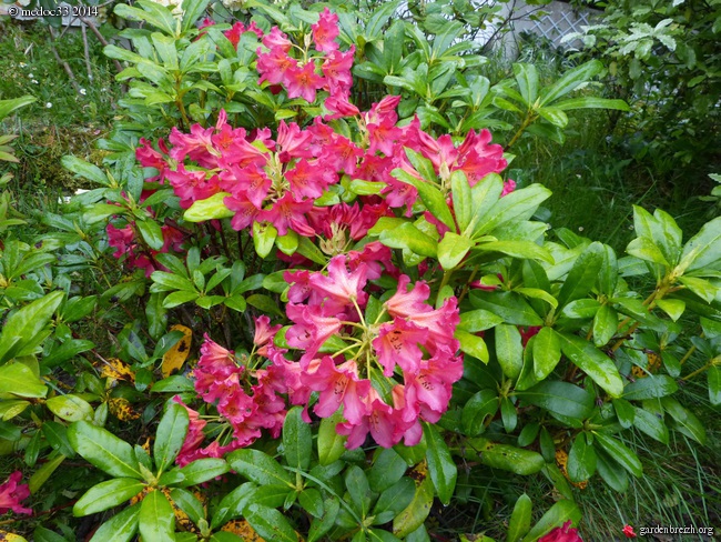 Rhododendron - espèces, variétés, floraisons - Page 2 GBPIX_photo_621671