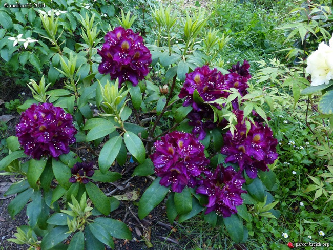 Rhododendron - espèces, variétés, floraisons - Page 2 GBPIX_photo_621706