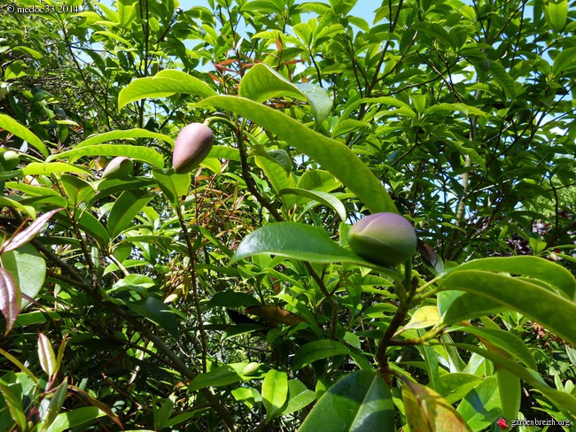 Magnolia conifera var. chingii (= Manglietia chingii) GBPIX_photo_621707