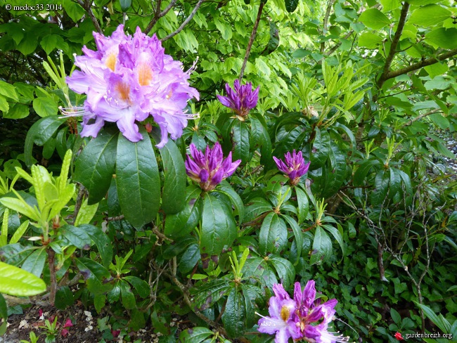 Rhododendron - espèces, variétés, floraisons - Page 2 GBPIX_photo_621712