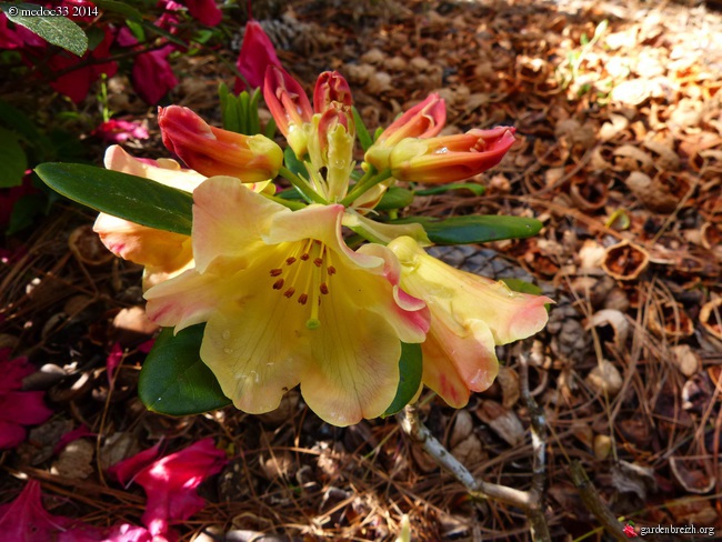 Rhododendron - espèces, variétés, floraisons - Page 3 GBPIX_photo_621713