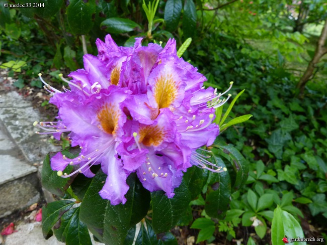 Rhododendron - espèces, variétés, floraisons - Page 2 GBPIX_photo_621716