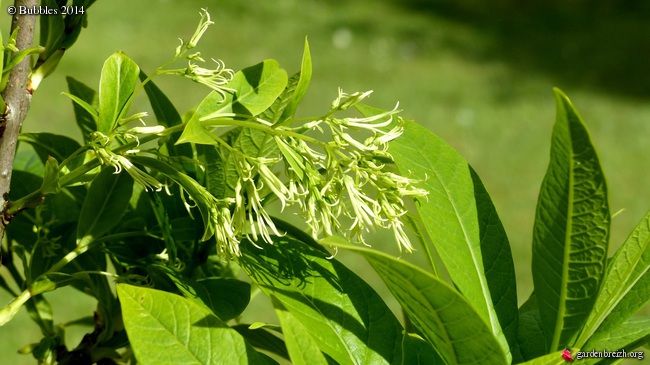 Chionanthus virginicus - chionanthe de Virginie GBPIX_photo_621735