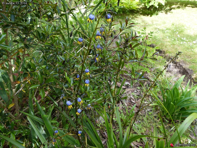 Myrsine africana, Dianella tasmanica, Osteomeles schweriniae var microphylla, Manglietia chingii [devinette] GBPIX_photo_621991