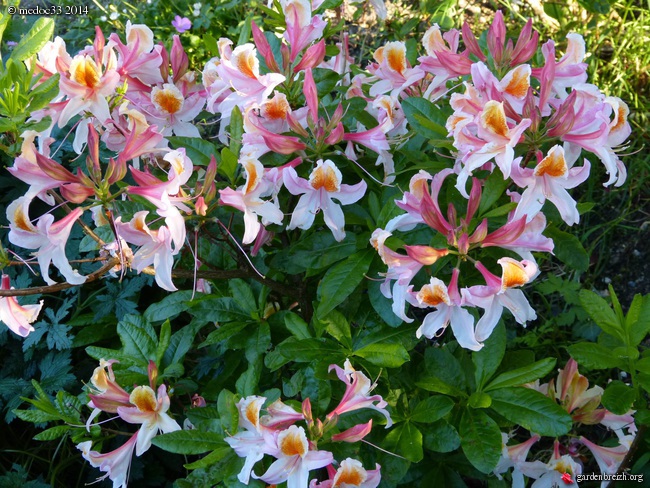 Rhododendron - espèces, variétés, floraisons - Page 2 GBPIX_photo_622082