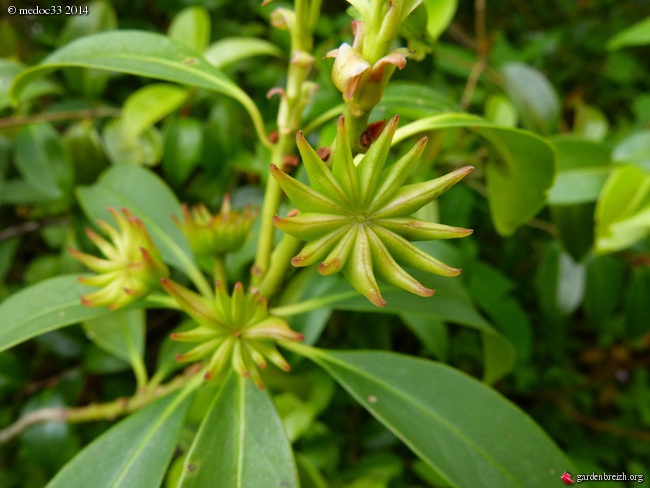 Pileostegia viburnoides, Erica aurora, Manihot carthaginensis, Drimys winterii, Eucryphia nymansensis nymansay, Cyrilla racemiflora, Correa alba rosea [devinette] GBPIX_photo_623499