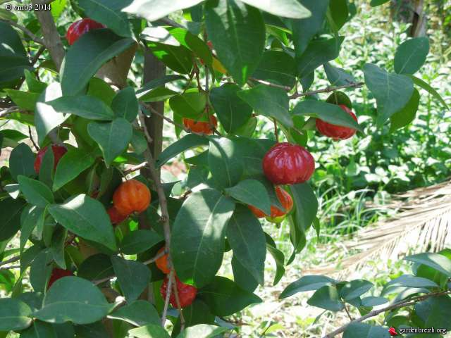  cerisier de Cayenne (Eugenia uniflora), ou pitanga GBPIX_photo_623606