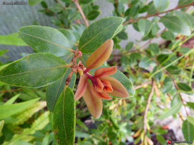 Grevillea hookeriana 'Robin Hood', Solanum glaucum, Huodendron biaristatum, Metrosideros robusta [devinette] GBPIX_photo_624017