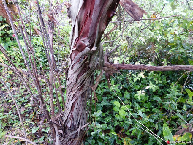 Leptospermum lanigerum, Lobelia tupa, Halimodendron halodendron, Tepualia stipularis, Manihot carthaginensis, Podocarpus macrophyllus, Lyonothamnus asplenifolius [devinette] GBPIX_photo_624021