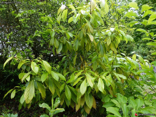 Phoebe sheareri, Bauhinia yunnannensis, Actinidia rubricaulis var coriacea, Illicium simonsii [devinette] GBPIX_photo_624188