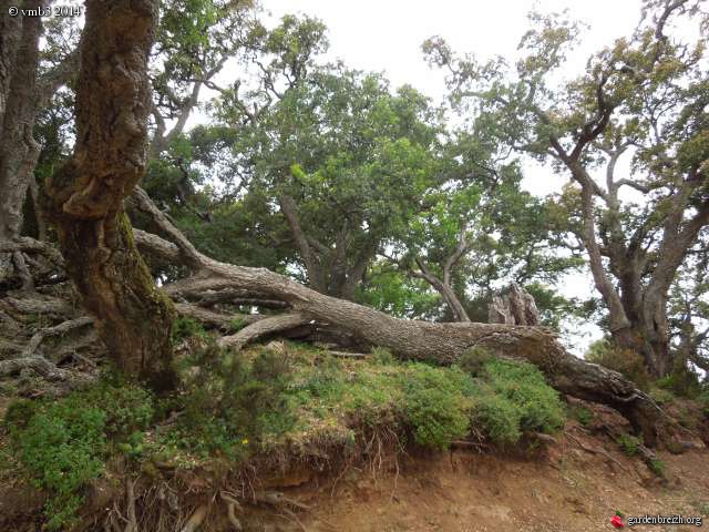 encore de beaux arbres centenaires.... GBPIX_photo_625103