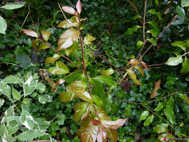 Grevillea hookeriana 'Robin Hood', Solanum glaucum, Huodendron biaristatum, Metrosideros robusta [devinette] GBPIX_photo_625206