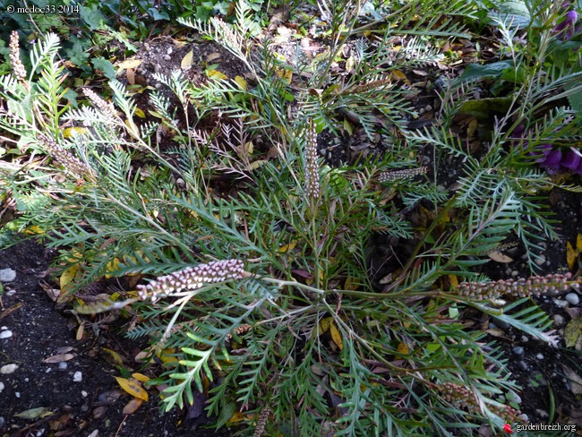 Grevillea hookeriana 'Robin Hood', Solanum glaucum, Huodendron biaristatum, Metrosideros robusta [devinette] GBPIX_photo_625222
