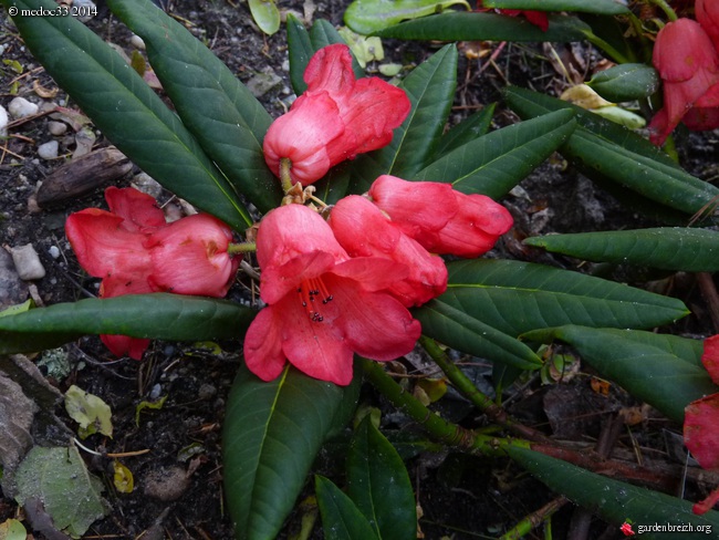 Rhododendron - espèces, variétés, floraisons - Page 3 GBPIX_photo_625226