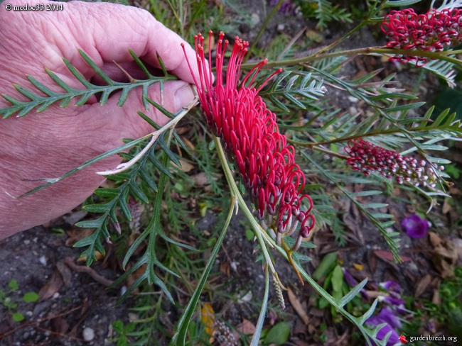 Grevillea hookeriana 'Robin Hood', Solanum glaucum, Huodendron biaristatum, Metrosideros robusta [devinette] GBPIX_photo_625983