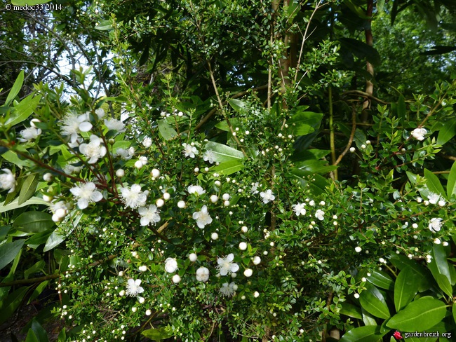 Leucophyllum frutescens 'Green Cloud', Lomatia myricoides, Holodiscus discolor, Tepualia stipularis, Isoplexis canariensis [devinette] GBPIX_photo_626462