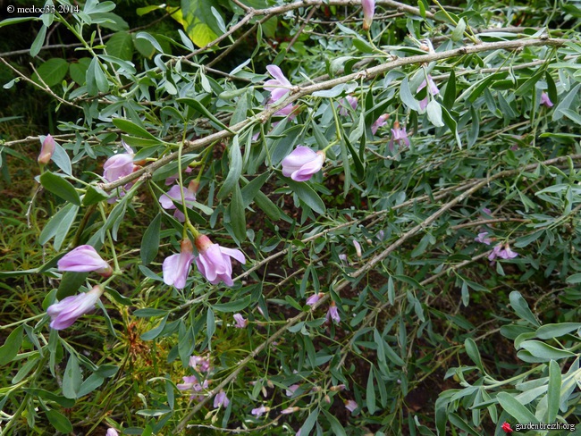 Leptospermum lanigerum, Lobelia tupa, Halimodendron halodendron, Tepualia stipularis, Manihot carthaginensis, Podocarpus macrophyllus, Lyonothamnus asplenifolius [devinette] GBPIX_photo_628833