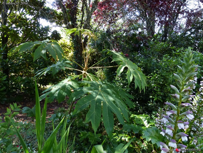 Tetrapanax papyrifera - Page 4 GBPIX_photo_628838