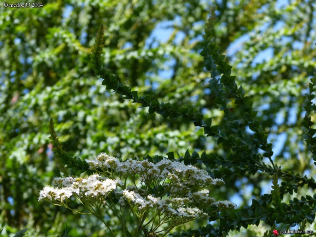 Lyonothamnus asplenifolius, Stenocarpus sinuatus, Azara dentata, Ochna serrulata , Grevillea victoriae [devinette] GBPIX_photo_629286