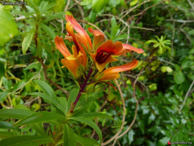 Leucophyllum frutescens 'Green Cloud', Lomatia myricoides, Holodiscus discolor, Tepualia stipularis, Isoplexis canariensis [devinette] GBPIX_photo_630828