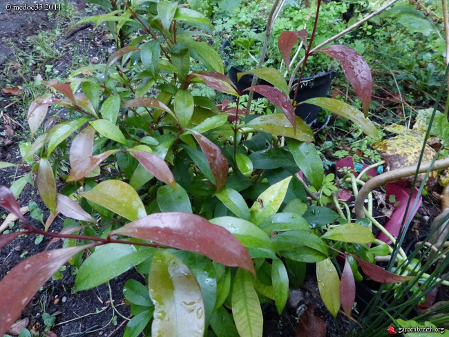 Eugenia myrtifolia grandiflora, Rhododendron keysii, Pistacia chinensis, Gomphostigma virgatum 'White Candy', Alectryon excelsus [devinette] GBPIX_photo_633886