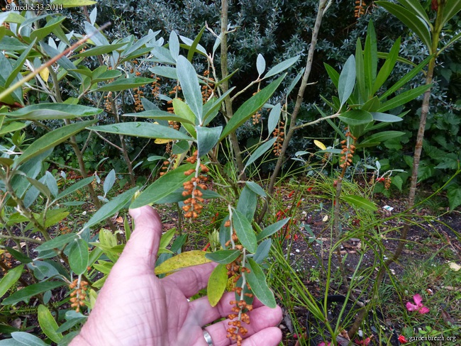 Lyonothamnus asplenifolius, Stenocarpus sinuatus, Azara dentata, Ochna serrulata , Grevillea victoriae [devinette] GBPIX_photo_633887