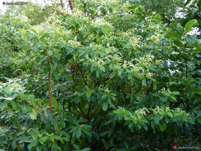 Clethra arborea GBPIX_photo_634091