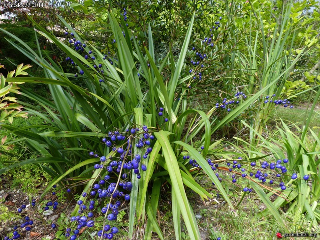 j'ai descendu dans mon jardin - Page 5 GBPIX_photo_634243