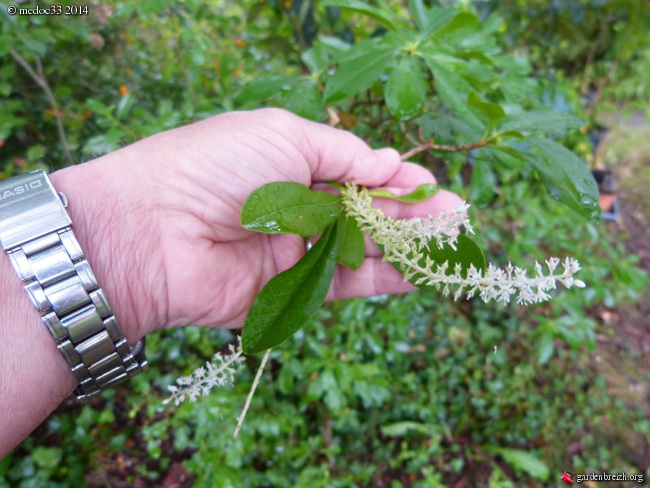 Pileostegia viburnoides, Erica aurora, Manihot carthaginensis, Drimys winterii, Eucryphia nymansensis nymansay, Cyrilla racemiflora, Correa alba rosea [devinette] GBPIX_photo_634345