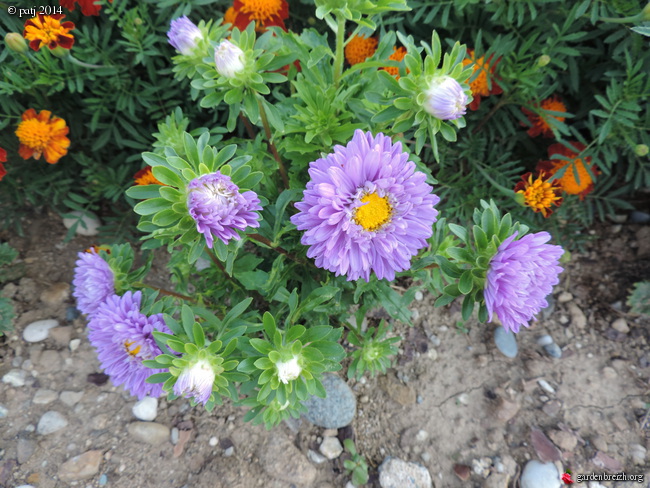 Callistephus chinensis - reine marguerite GBPIX_photo_635199