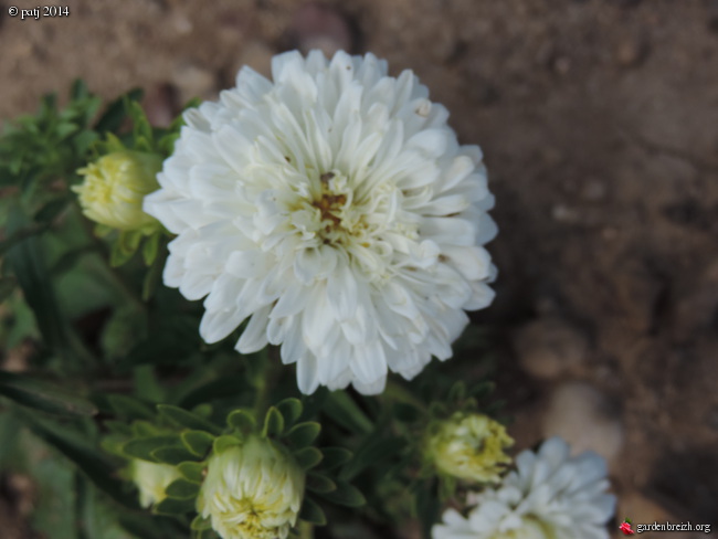 Callistephus chinensis - reine marguerite GBPIX_photo_636052