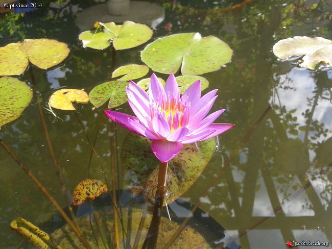 Nelumbo et Nymphaea - espèces et conseils de culture - Page 3 GBPIX_photo_636704