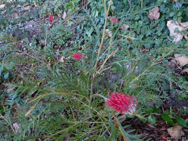 Grevillea - Grevillea hookeriana 'Robin Hood' GBPIX_photo_637096