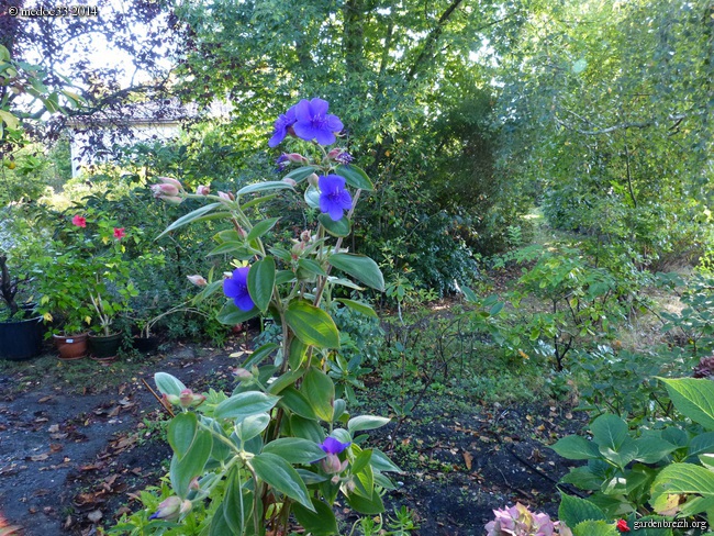 Tibouchina urvilleana - Page 2 GBPIX_photo_637148