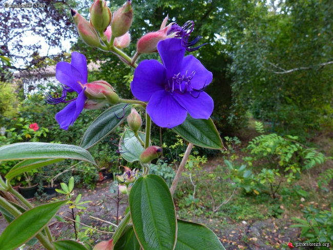 Tibouchina urvilleana - Page 2 GBPIX_photo_637149