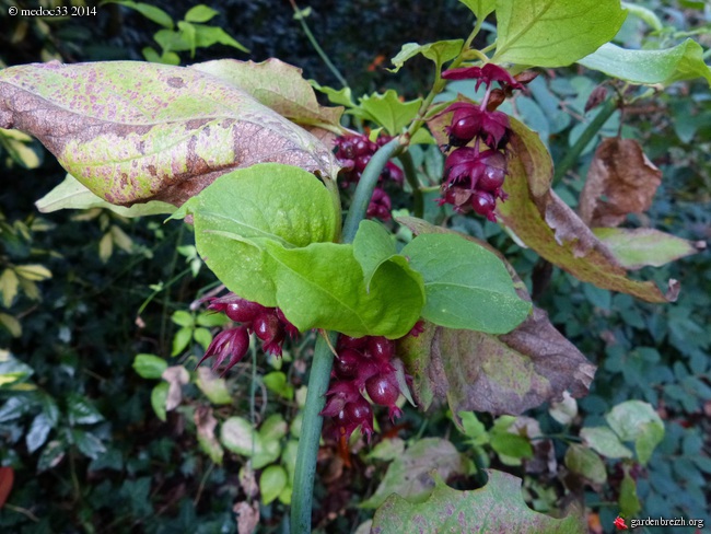 l'automne 2014 arrive... - Page 2 GBPIX_photo_640481