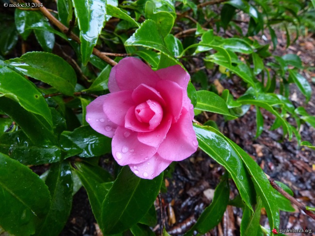Camellia au fil des saisons - Page 2 GBPIX_photo_640633