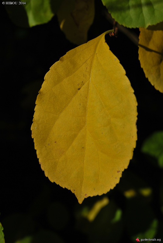 couleurs d'automne - Page 8 GBPIX_photo_640880