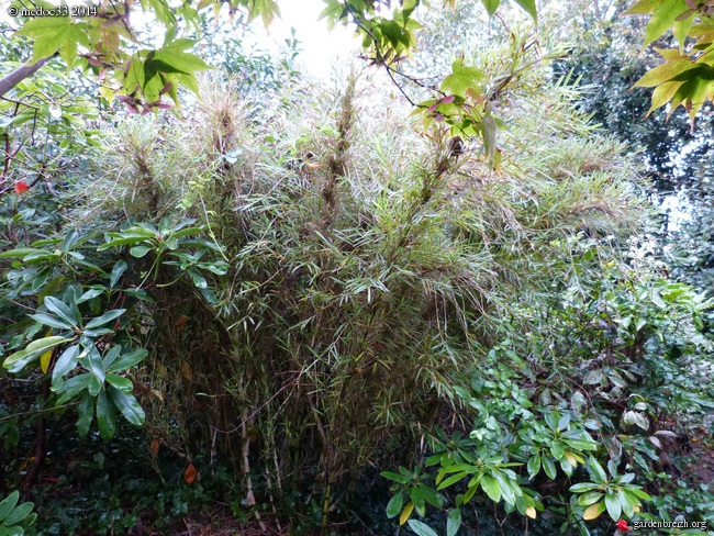 Ardisia japonica, Chusquea culeou, Distylium racemosum, Schefflera rhododendrifolia, Melicytus ramiflorus [devinette] GBPIX_photo_640967