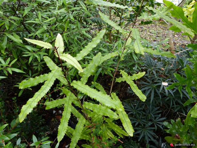 Pittosporum brevicalyx, Knightia excelsa, Pittosporum bicolor [devinette] GBPIX_photo_640968