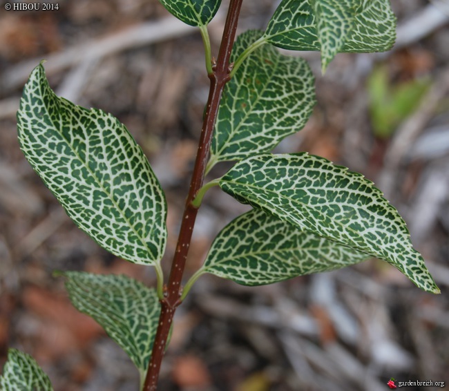 Forsythia viridissima var. koreana 'Kumson', Photinia beauverdiana [devinette] GBPIX_photo_643609