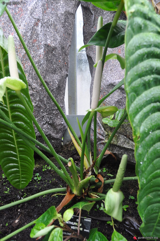 Anthurium veitchii GBPIX_photo_646344