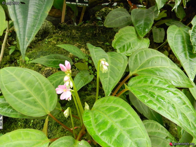 Monolena primuliflora  GBPIX_photo_646796