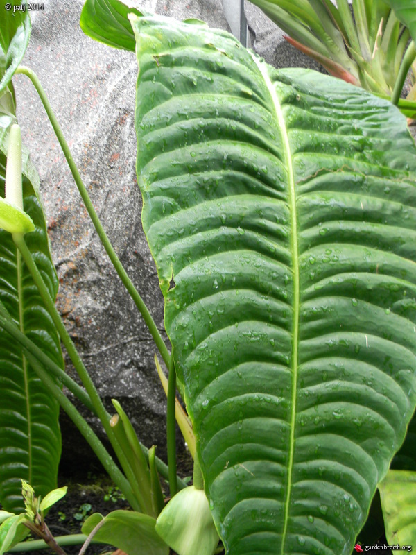 Anthurium veitchii GBPIX_photo_646817