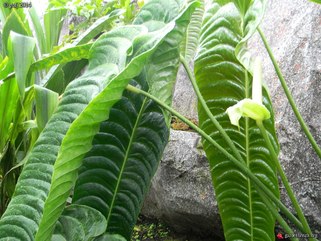 Anthurium veitchii GBPIX_photo_646818